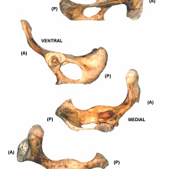 Coxal gauche