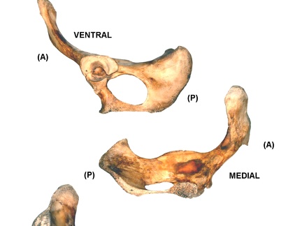 Coxal gauche