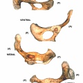 Coxal derecho