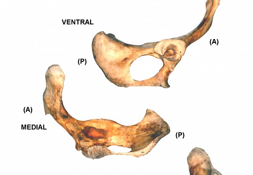 Coxal derecho