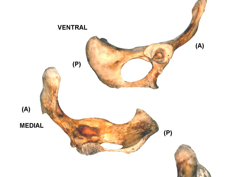 Coxal derecho