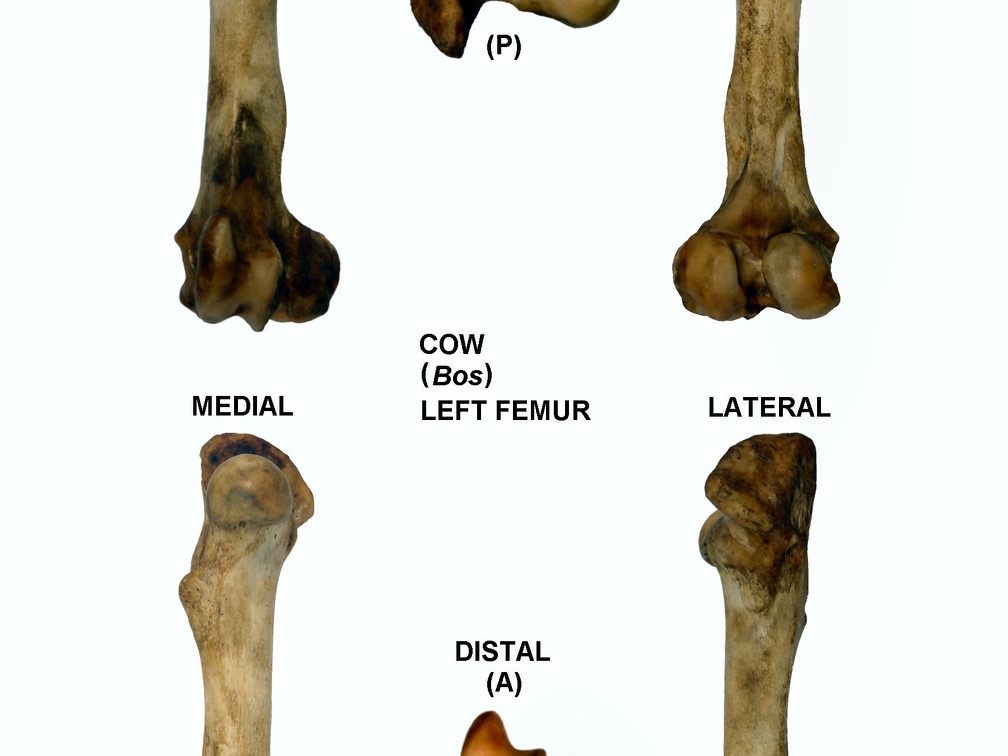 Left femur