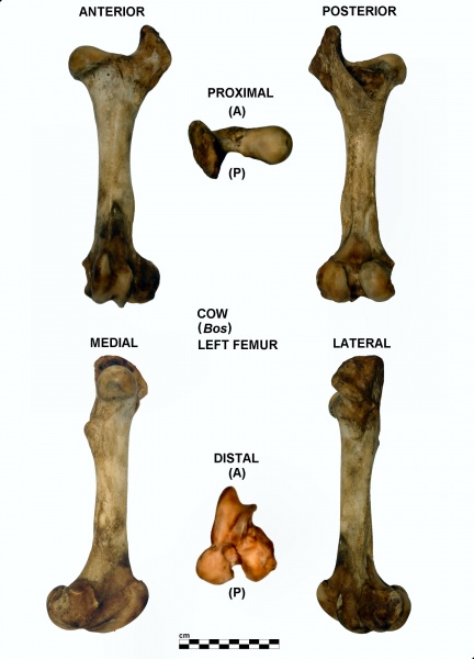 Bos-Femur-Left.jpg