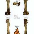 Right femur