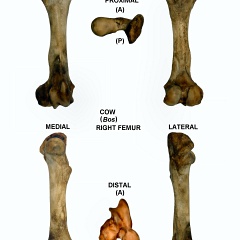 Fémur droit