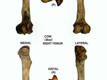 Right femur