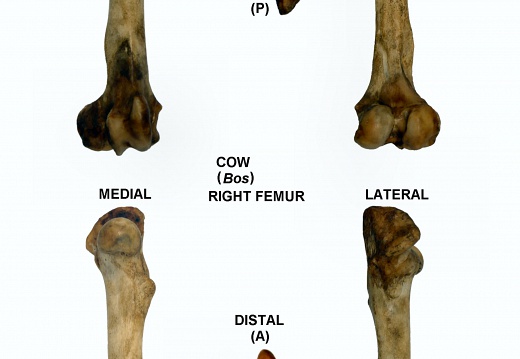 Fémur droit