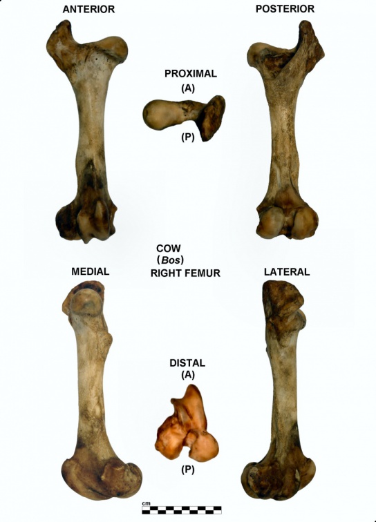 Right femur