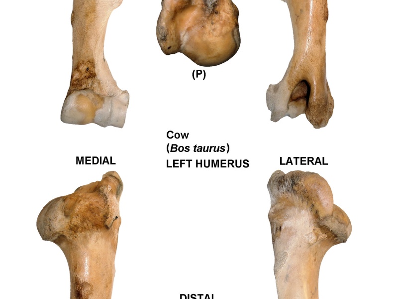 Left humerus