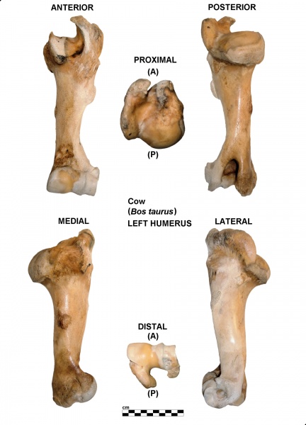 Bos-Humerus-Left.jpg