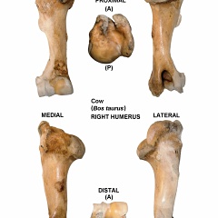 Right humerus