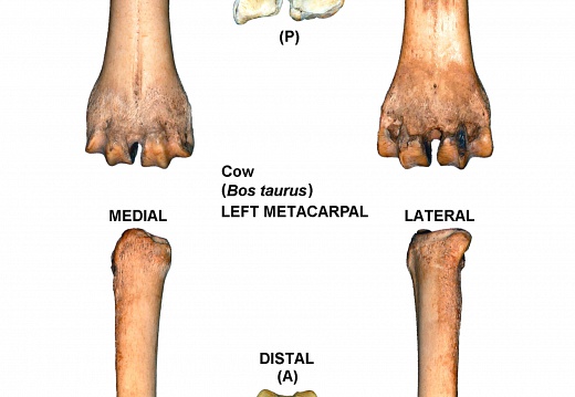 Left metacarpal