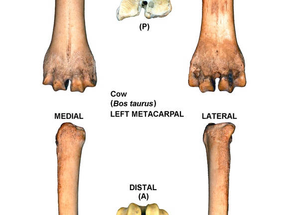 Left metacarpal