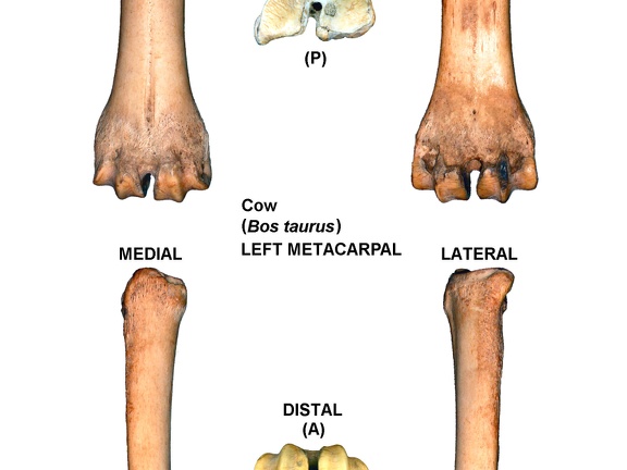 Métacarpe gauche