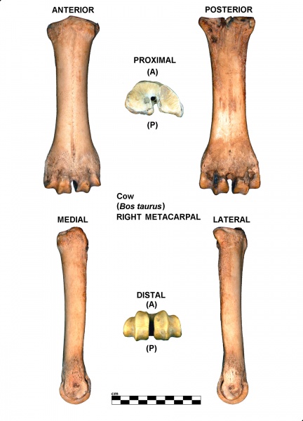 Bos-Metatacarpal-Right.jpg