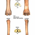 Bos-Metatacarpal-Right.jpg