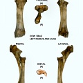 Left radius and ulna