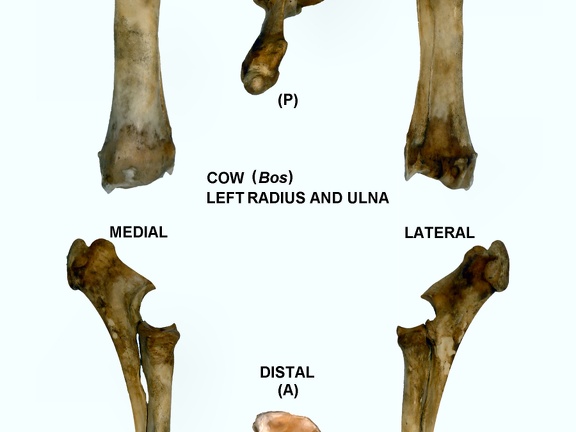 Radius et ulna gauches (29196 visites) Radius et ulna gauche de vache (Bos taurus)Auteur photo : Albert Fischer - Date : 27/04/2014Pour plu... Radius et ulna gauches