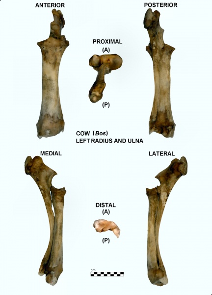 Bos-Radius-Ulna-Left.jpg