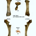 Bos-Radius-Ulna-Left.jpg