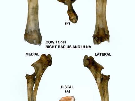 Radius et ulna droits (28535 visites) Radius et ulna droit de vache (Bos taurus)Auteur photo : Albert Fischer - Date : 27/04/2014Pour plus... Radius et ulna droits