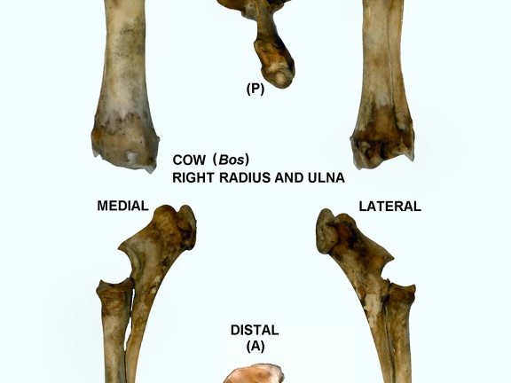 Radius et ulna droits (29136 visites) Radius et ulna droit de vache (Bos taurus)Auteur photo : Albert Fischer - Date : 27/04/2014Pour plus... Radius et ulna droits