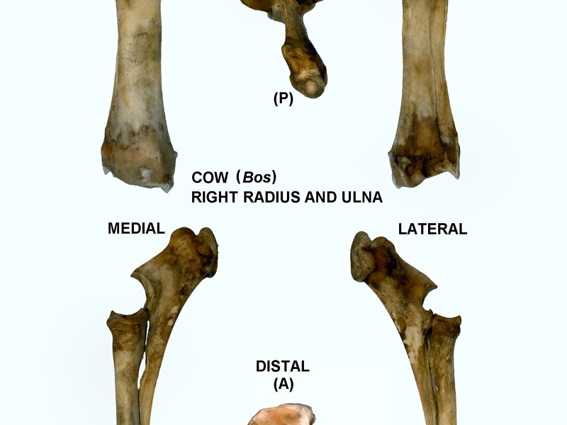 Radius et ulna droits (28538 visites) Radius et ulna droit de vache (Bos taurus)Auteur photo : Albert Fischer - Date : 27/04/2014Pour plus... Radius et ulna droits