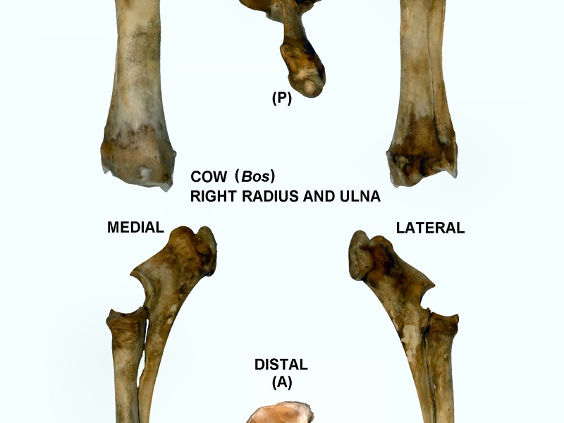 Right radius and ulna