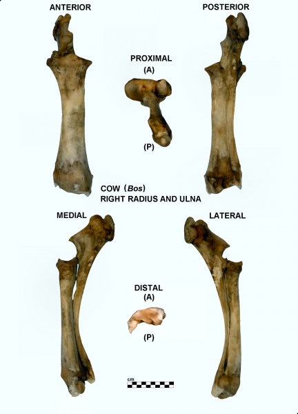 Bos-Radius-Ulna-Right.jpg