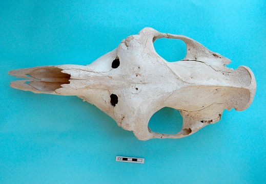 Skull: frontal sight