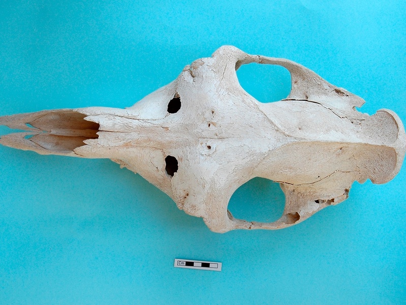 Skull: frontal sight