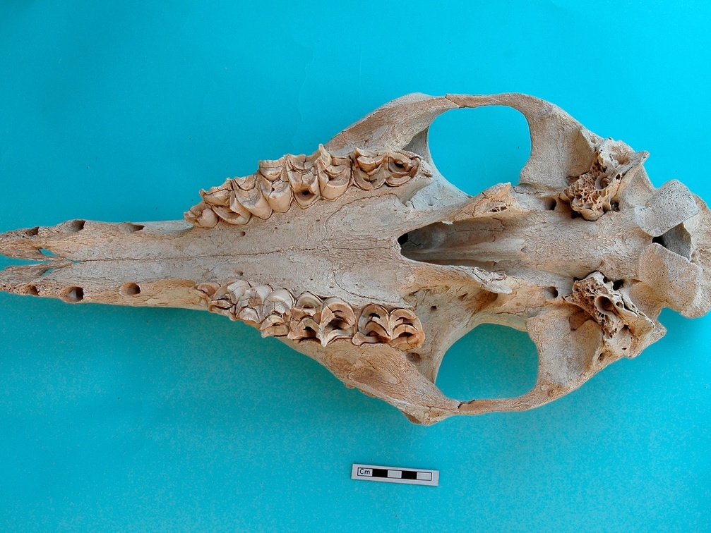 Skull: ventral sight