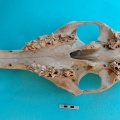camelus_dromedarius-02.jpg
