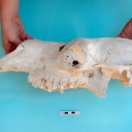 camelus_dromedarius-03.jpg