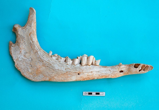 Mandibule : vue latérale