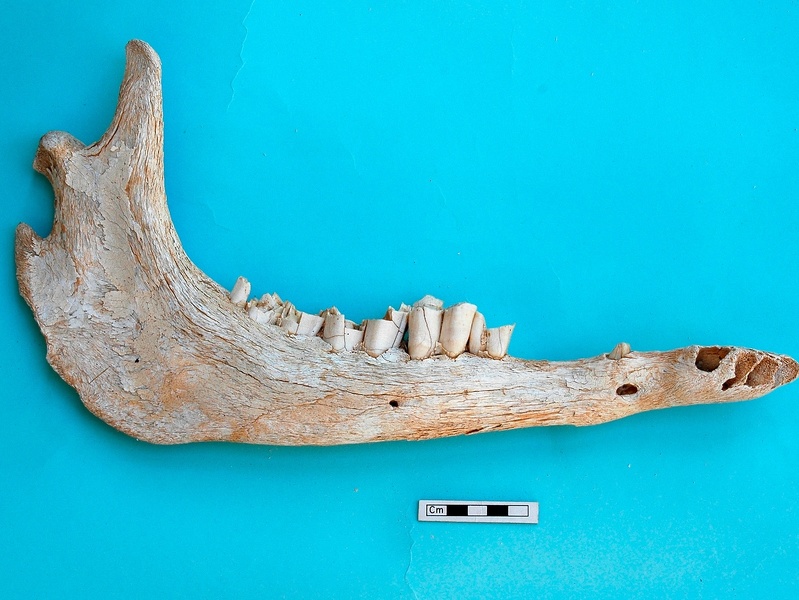 Mandibule : vue latérale (18541 visites) Camelus dromedarius - Adulte - Élément droitCollection : Mission syro-japonaise d'Ain el-Kerkh (di... Mandibule : vue latérale