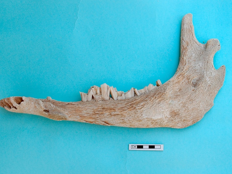Mandibule : vue médiale (19476 visites) Camelus dromedarius - Adulte - Élément droitCollection : Mission syro-japonaise d'Ain el-Kerkh (di... Mandibule : vue médiale