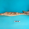 Mandibule : vue supérieure (18885 visites) Camelus dromedarius - Adulte - Élément droitCollection : Mission syro-japonaise d'Ain el-Kerkh (di... Mandibule : vue supérieure