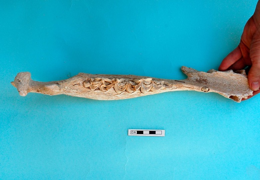 Mandible: top view