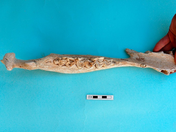 Mandibule : vue supérieure (18782 visites) Camelus dromedarius - Adulte - Élément droitCollection : Mission syro-japonaise d'Ain el-Kerkh (di... Mandibule : vue supérieure