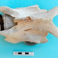 Cervical vertebra: dorsal view