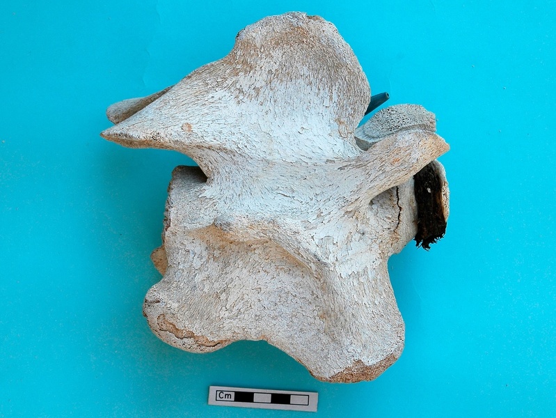Vertèbre cervicale : vue latérale droite (20057 visites) Camelus dromedarius - AdulteCollection : Mission syro-japonaise d'Ain el-Kerkh (dir. Akira Tsuneki -... Vertèbre cervicale : vue latérale droite