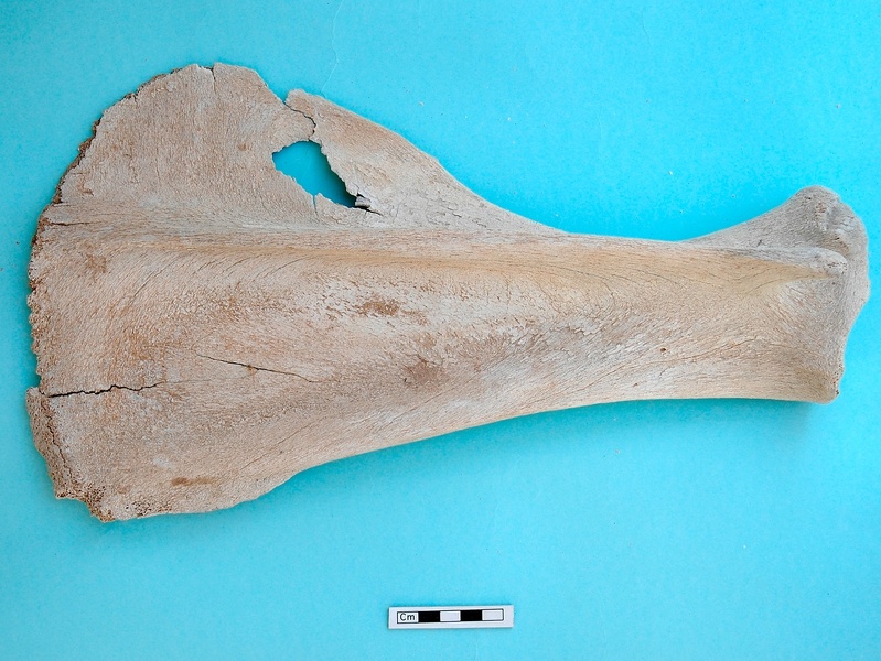 Scapula : vue latérale (19052 visites) Camelus dromedarius - Adulte - Élément droitCollection : Mission syro-japonaise d'Ain el-Kerkh (di... Scapula : vue latérale