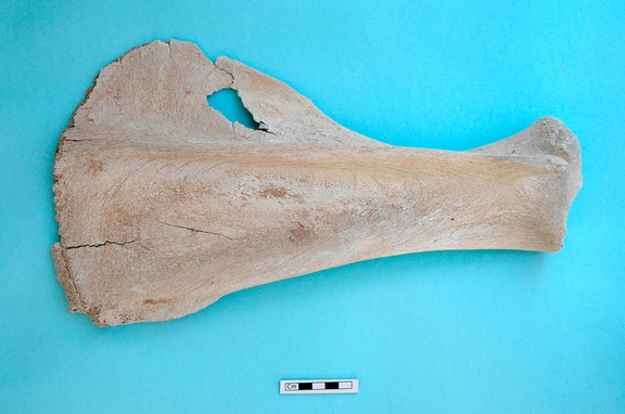 Scapula: side view