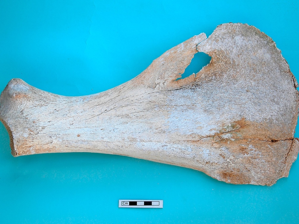 Scapula : vue médiale (17275 visites) Camelus dromedarius - Adulte - Élément droitCollection : Mission syro-japonaise d'Ain el-Kerkh (di... Scapula : vue médiale