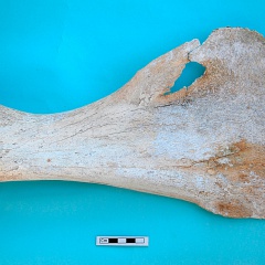 Scapula : vue médiale (17262 visites) Camelus dromedarius - Adulte - Élément droitCollection : Mission syro-japonaise d'Ain el-Kerkh (di... Scapula : vue médiale