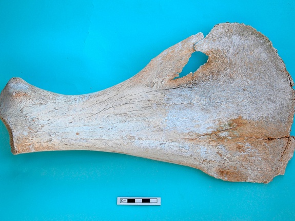 Scapula: medial view (17268 visits) Camelus dromedarius - Adult - Right elementCollection: Syrian-Japanese mission of Ain el-Kerkh (ed. ... Scapula: medial view