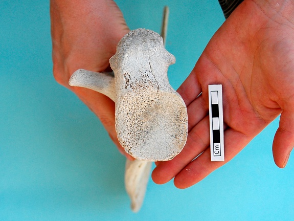 Scapula: ventral view (16541 visits) Camelus dromedarius - Adult - Right elementCollection: Syrian-Japanese mission of Ain el-Kerkh (ed. ... Scapula: ventral view