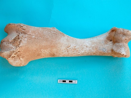 Humerus: anterior view