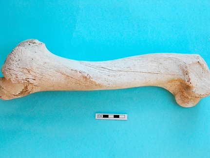 Humerus: side view